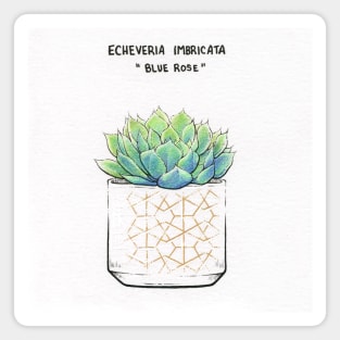 Blue Rose Succulent Magnet